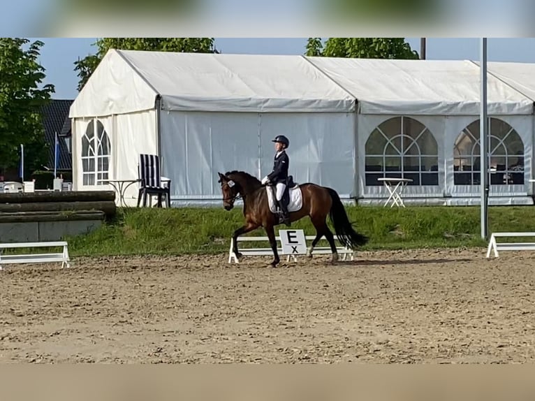 Poni alemán Yegua 16 años 145 cm Castaño in Everswinkel