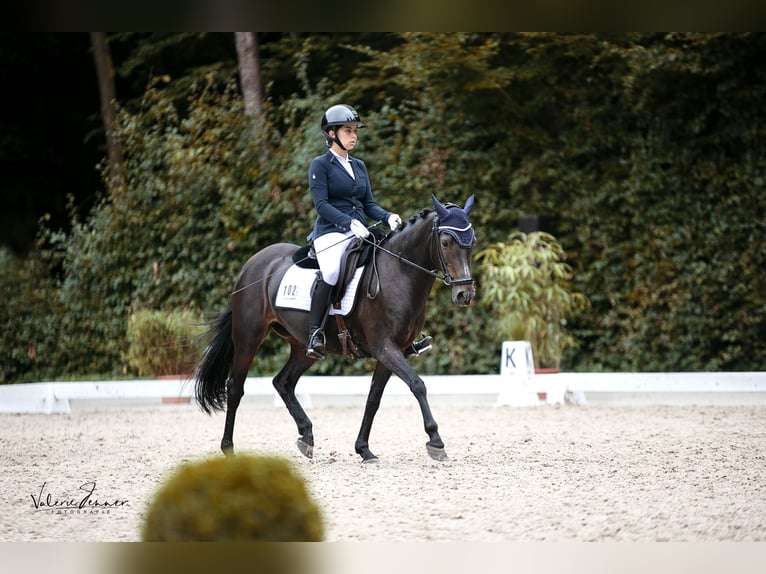 Poni alemán Yegua 16 años 146 cm Castaño oscuro in Seevetal