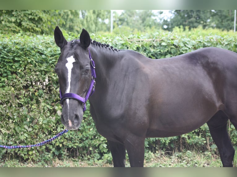 Poni alemán Yegua 16 años 146 cm Negro in Hohenhameln