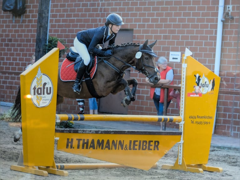 Poni alemán Yegua 16 años 147 cm Castaño in Neuenkirchen