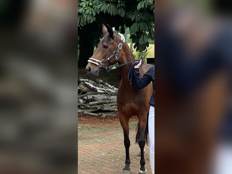 Poni alemán Yegua 16 años 147 cm Castaño in Neuenkirchen