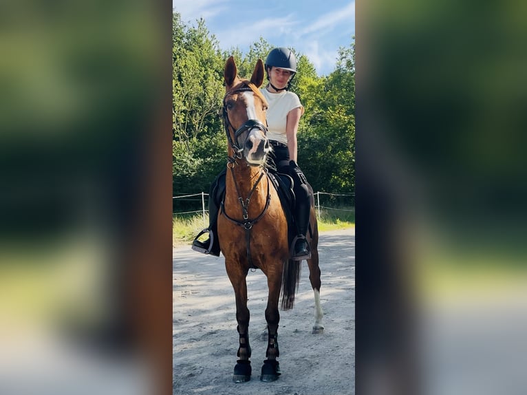 Poni alemán Yegua 16 años 148 cm Alazán in Heikendorf