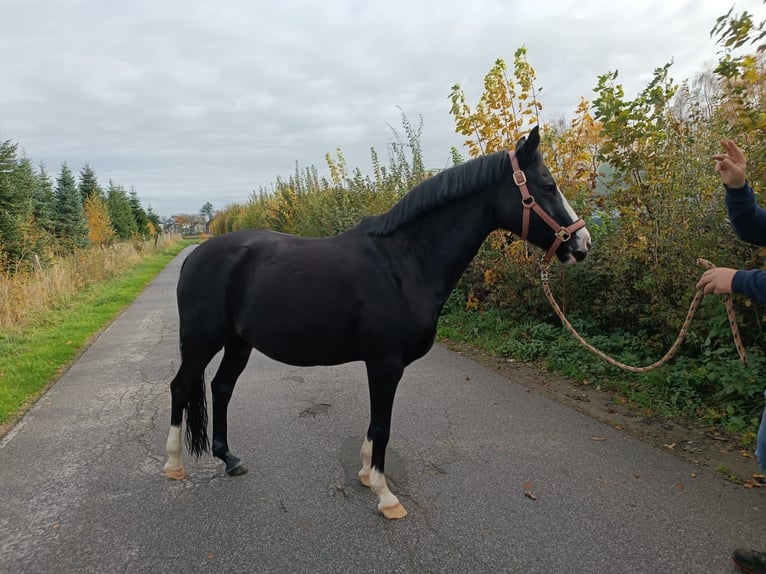 Poni alemán Yegua 16 años 148 cm Negro in Wermelskirchen