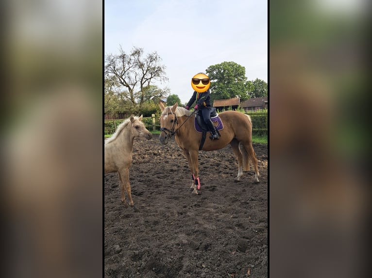 Poni alemán Yegua 16 años 148 cm Palomino in Senden