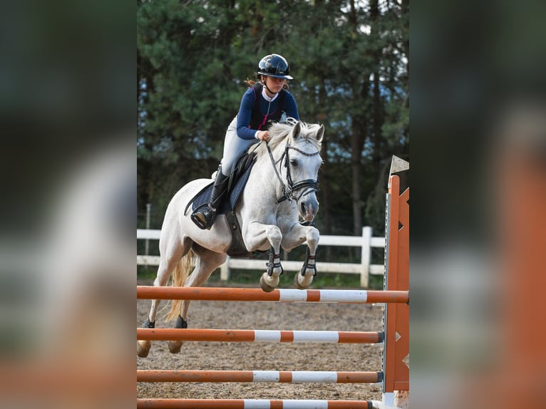 Poni alemán Yegua 16 años 148 cm Tordo in Koszalin