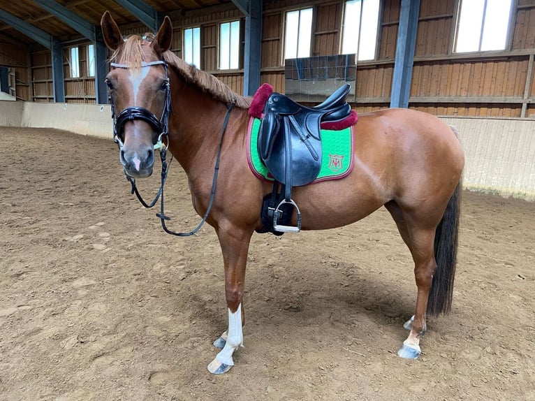 Poni alemán Mestizo Yegua 16 años 154 cm Alazán in Mariapfarr