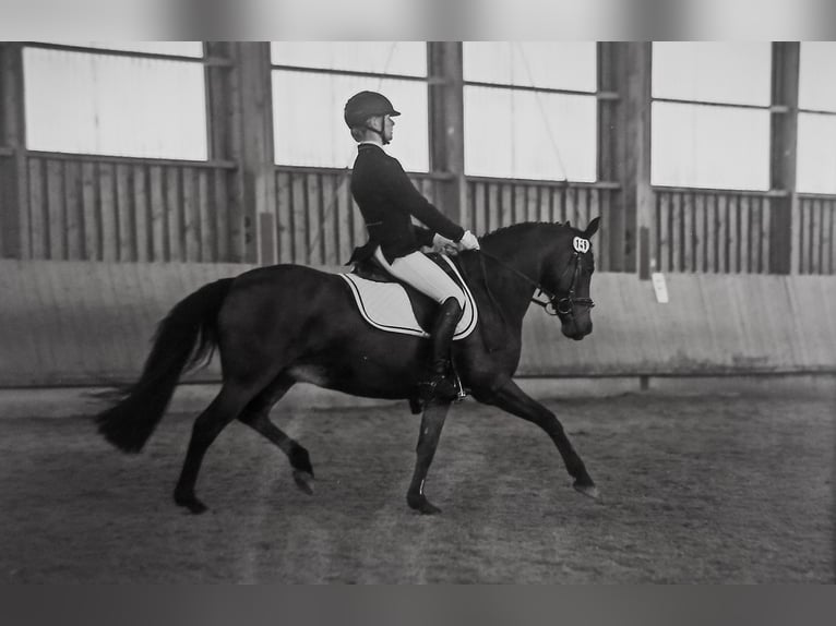 Poni alemán Yegua 17 años 144 cm Castaño in Neudrossenfeld