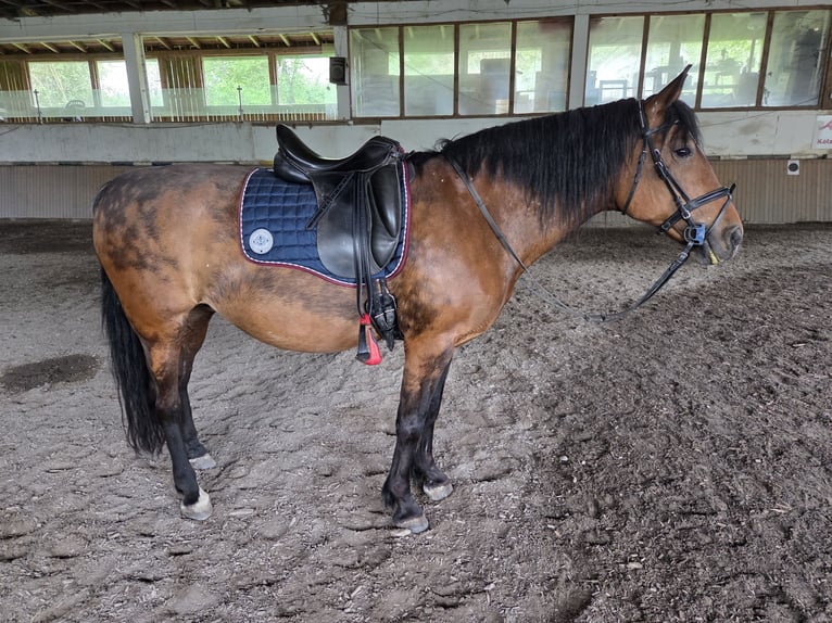 Poni alemán Mestizo Yegua 17 años 146 cm Castaño in Kötzting