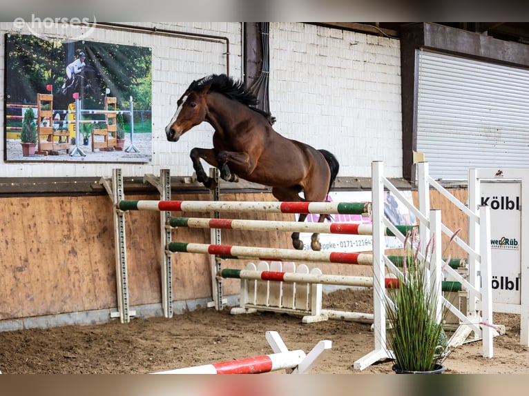 Poni alemán Yegua 17 años 147 cm Castaño in Essen