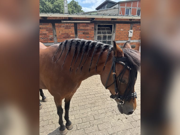 Poni alemán Mestizo Yegua 18 años 131 cm Castaño in Mölln