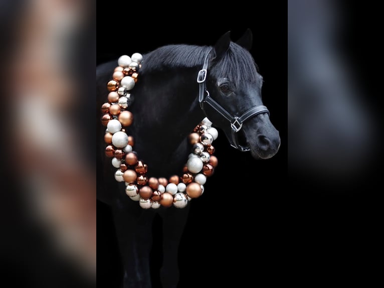 Poni alemán Yegua 18 años 136 cm Negro in Köln