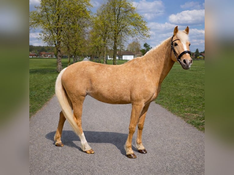 Poni alemán Yegua 18 años 140 cm Palomino in Bruckmühl