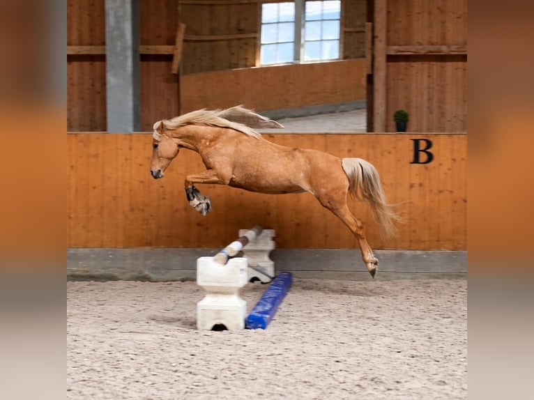 Poni alemán Yegua 18 años 140 cm Palomino in Bruckmühl