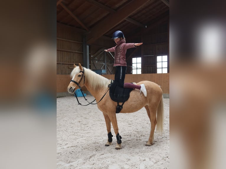 Poni alemán Yegua 18 años 140 cm Palomino in Bruckmühl