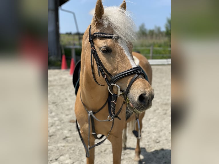 Poni alemán Yegua 18 años 142 cm Palomino in Bruckmühl