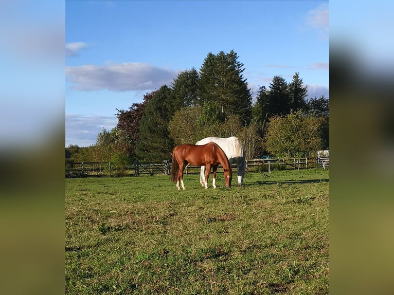 Poni alemán Yegua 18 años 143 cm Alazán in Roetgen