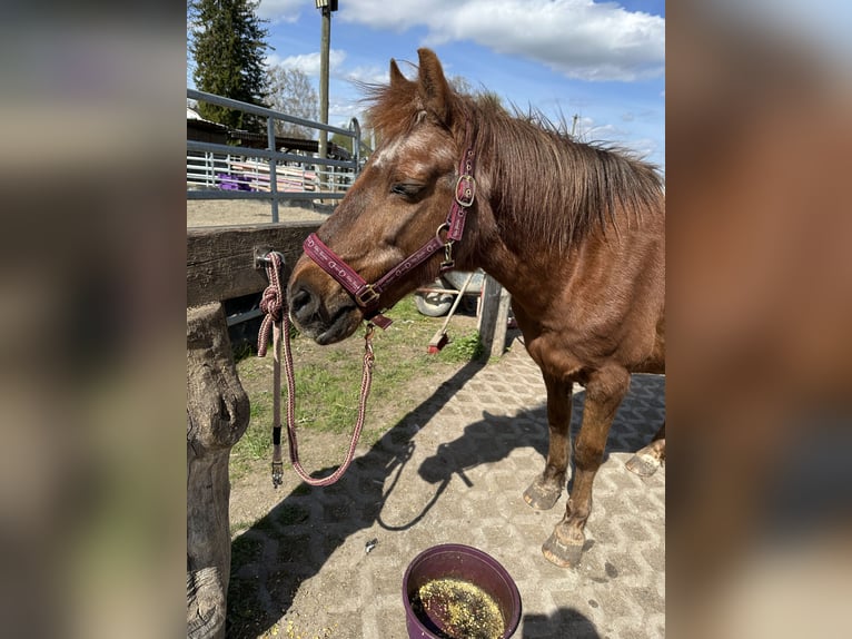 Poni alemán Mestizo Yegua 18 años 143 cm Alazán in München