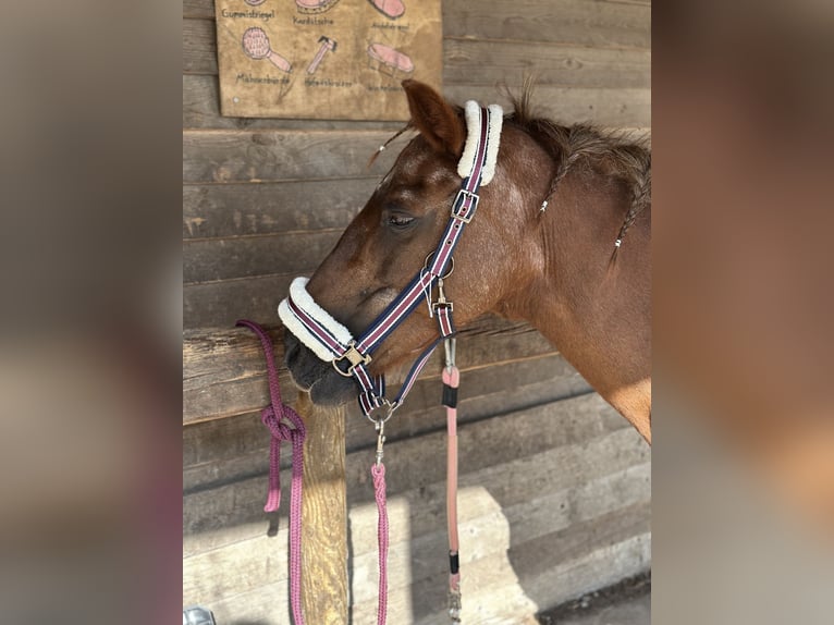 Poni alemán Mestizo Yegua 18 años 143 cm Alazán in München