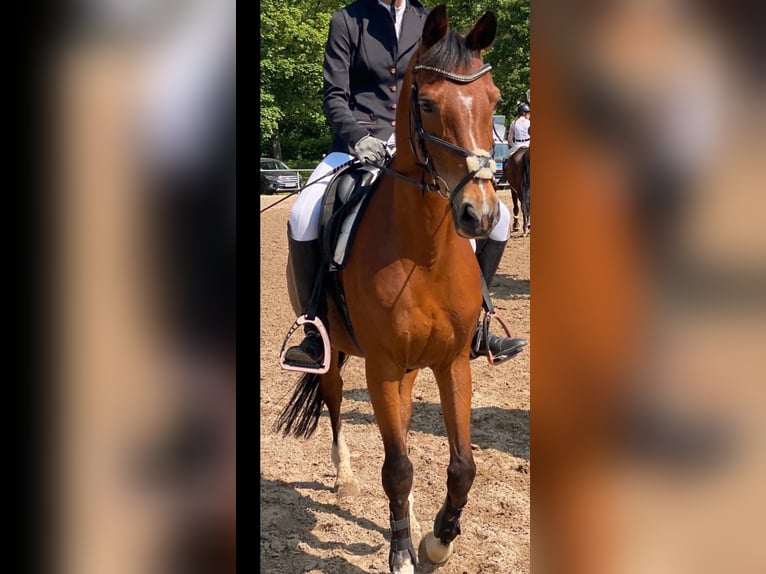 Poni alemán Yegua 18 años 147 cm Castaño oscuro in Bad Wildbad im Schwarzwald