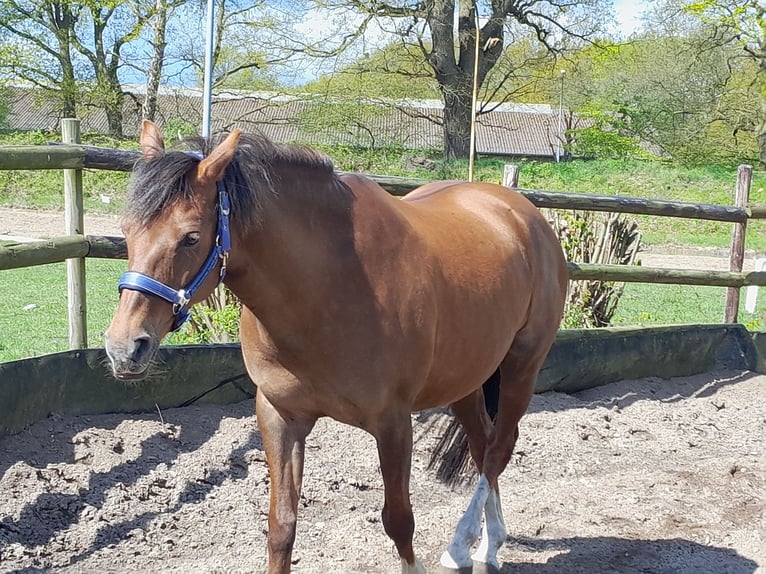 Poni alemán Yegua 18 años 148 cm Alazán in Heidgraben
