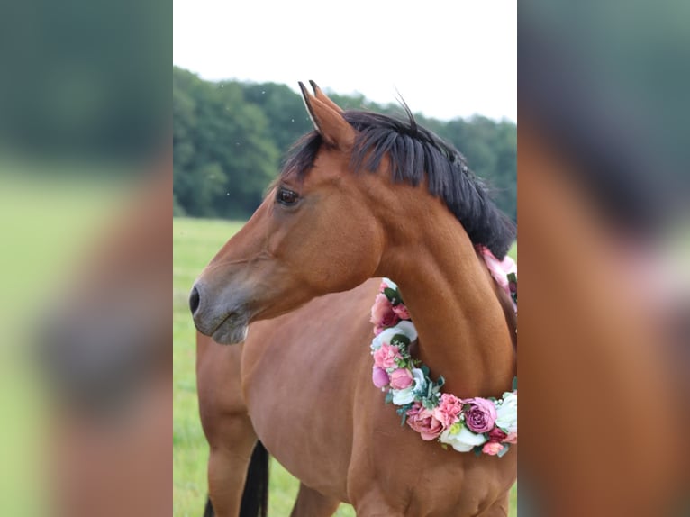 Poni alemán Yegua 18 años 148 cm Castaño in Lauterbach