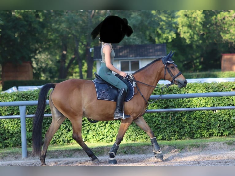Poni alemán Yegua 18 años 148 cm Castaño in Lauterbach