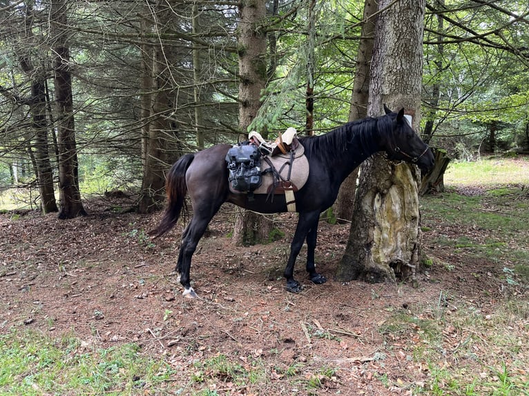 Poni alemán Yegua 18 años 149 cm Castaño in Ettlingen