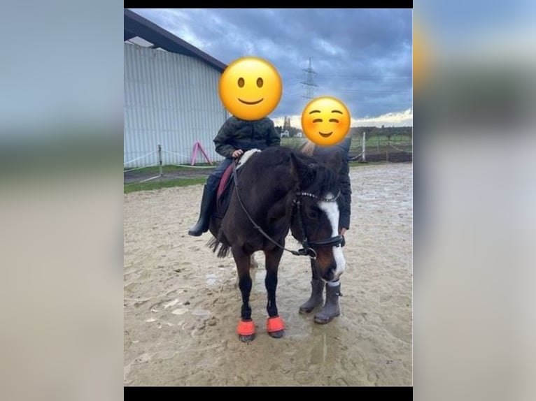 Poni alemán Yegua 19 años 134 cm Castaño in Dortmund