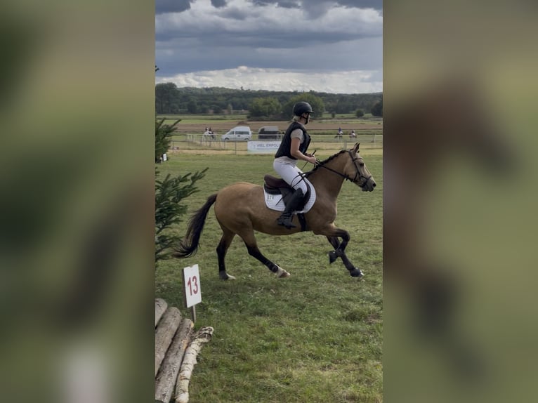 Poni alemán Mestizo Yegua 19 años 140 cm Bayo in Rodgau