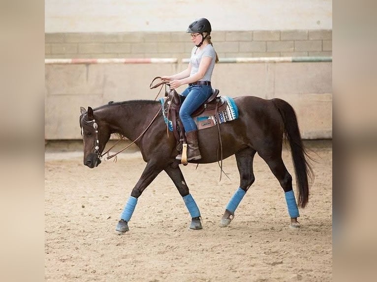 Poni alemán Yegua 19 años 146 cm Alazán-tostado in Trier