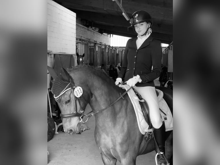 Poni alemán Yegua 19 años 146 cm Castaño in Stahnsdorf