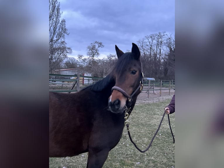 Poni alemán Yegua 19 años 146 cm Castaño in Stahnsdorf