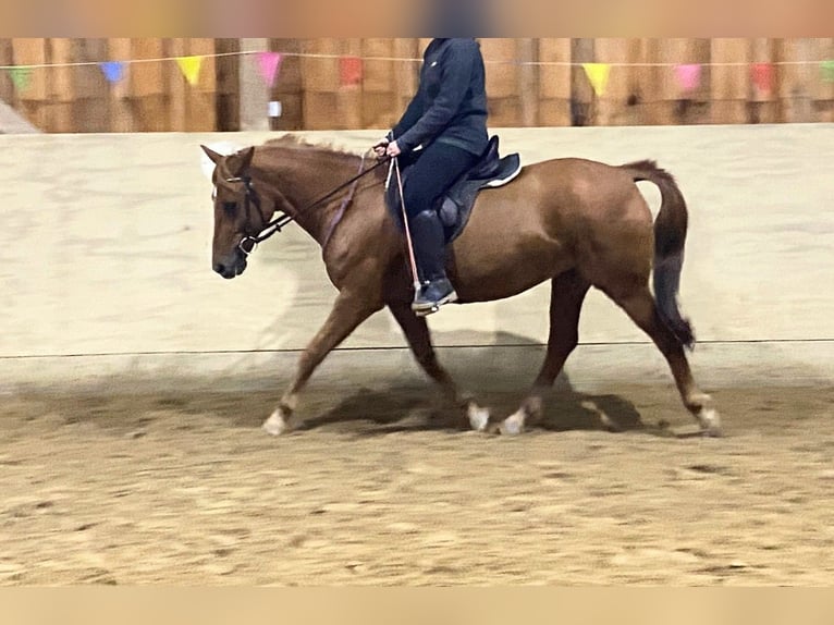 Poni alemán Mestizo Yegua 19 años 149 cm Alazán in Nürtingen