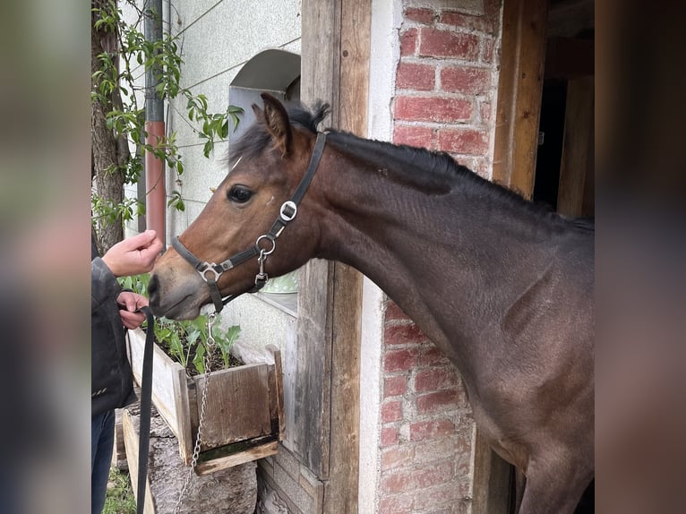 Poni alemán Mestizo Yegua 1 año 130 cm Castaño in Ottobeuren