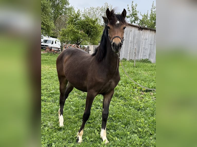 Poni alemán Mestizo Yegua 1 año 130 cm Castaño in Ottobeuren