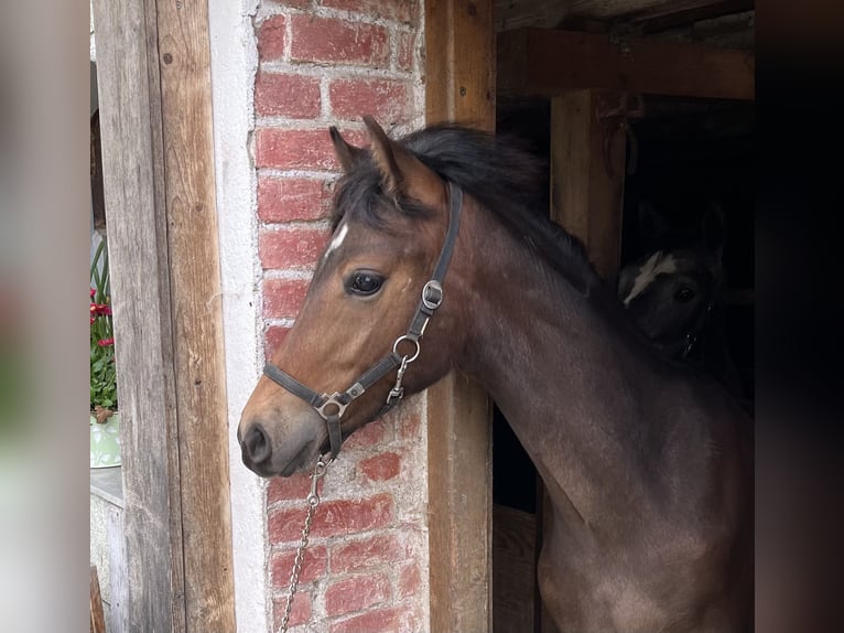 Poni alemán Mestizo Yegua 1 año 130 cm Castaño in Ottobeuren