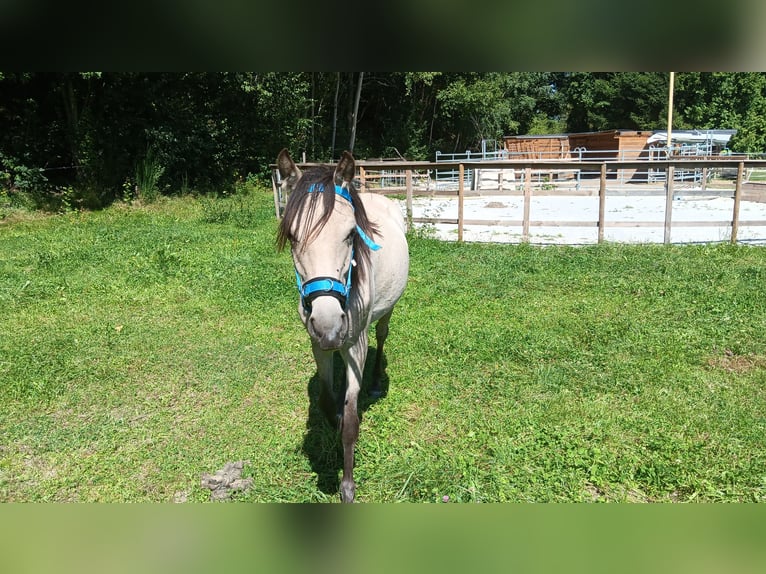 Poni alemán Yegua 1 año 133 cm Buckskin/Bayo in B&#xE4;rnau