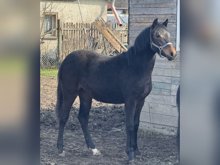 Poni alemán Yegua 1 año 134 cm Castaño in Leipzig