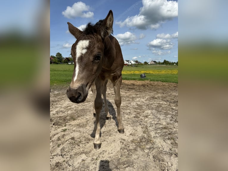 Poni alemán Mestizo Yegua 1 año 140 cm Castaño oscuro in Sanitz