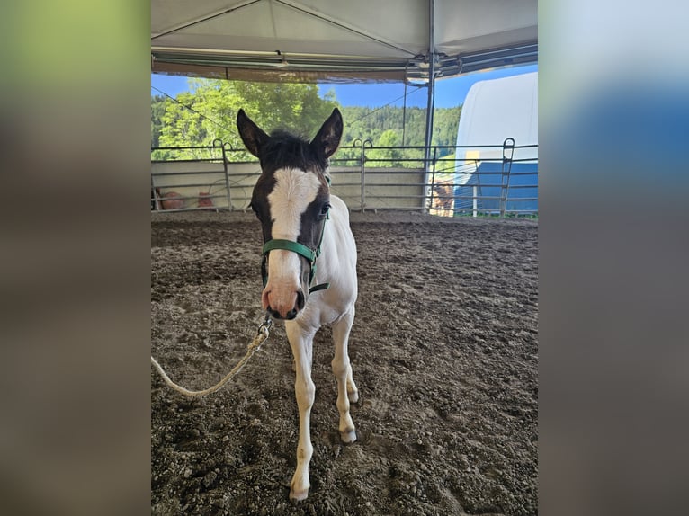 Poni alemán Mestizo Yegua 1 año 140 cm Pío in Steinen