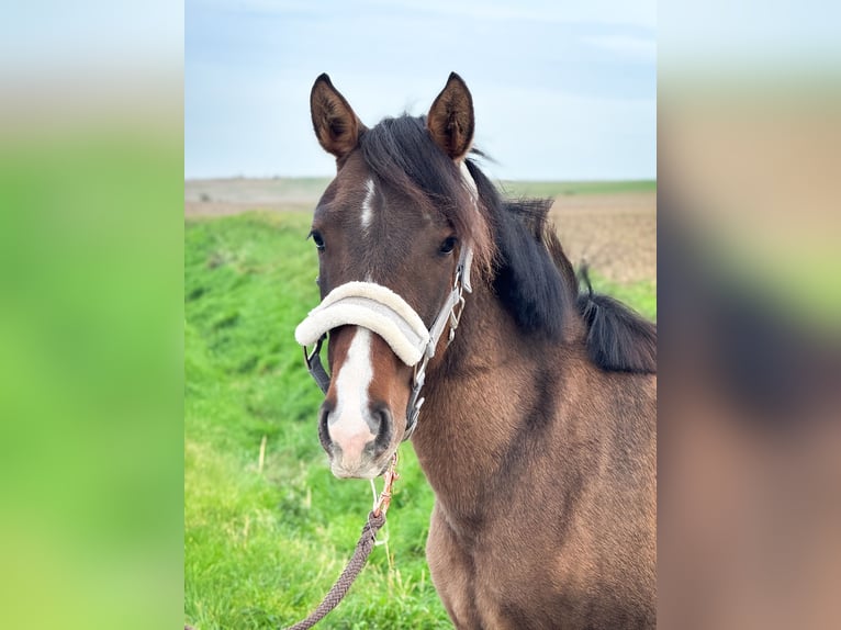 Poni alemán Mestizo Yegua 1 año 143 cm in schöppenstedt