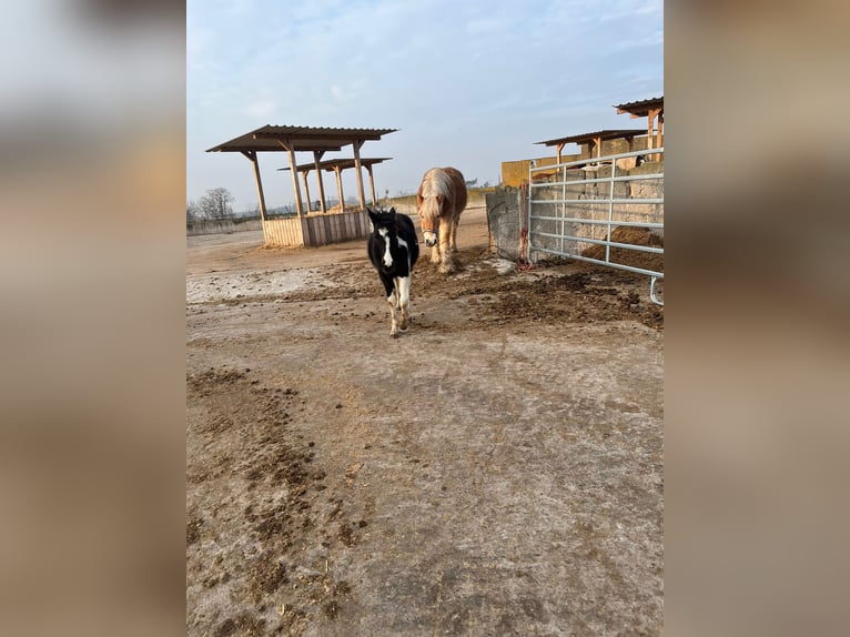 Poni alemán Mestizo Yegua 1 año 143 cm Pío in Burg