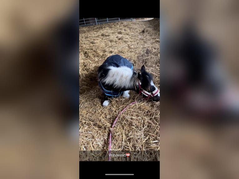 Poni alemán Mestizo Yegua 1 año 143 cm Pío in Burg