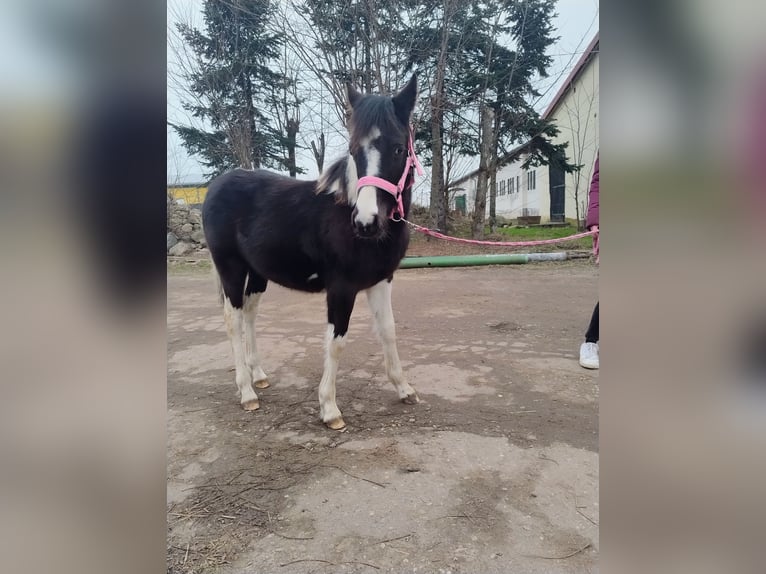 Poni alemán Mestizo Yegua 1 año 143 cm Pío in Burg