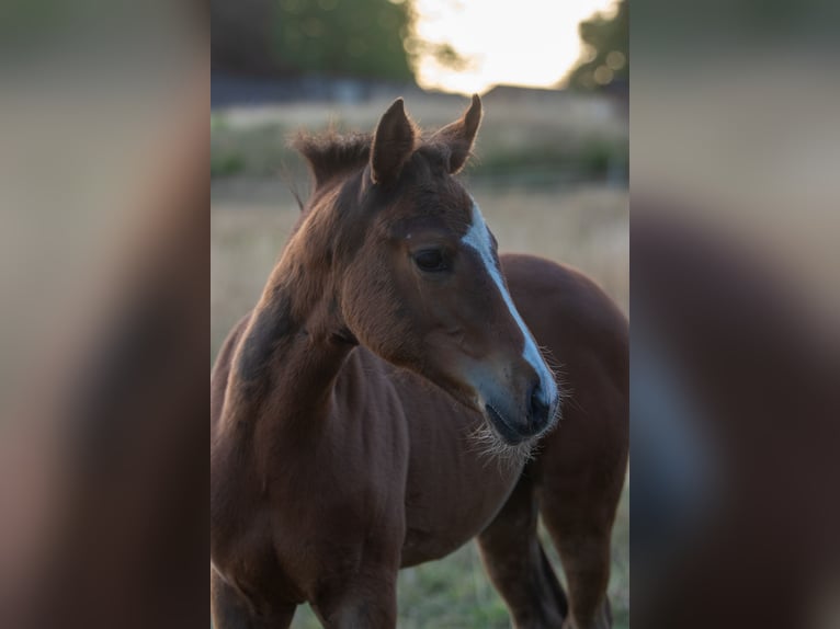 Poni alemán Yegua 1 año 145 cm Castaño in Dörpstedt