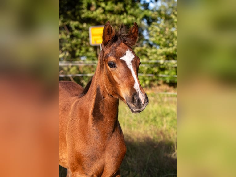 Poni alemán Yegua 1 año 145 cm Castaño in Dörpstedt