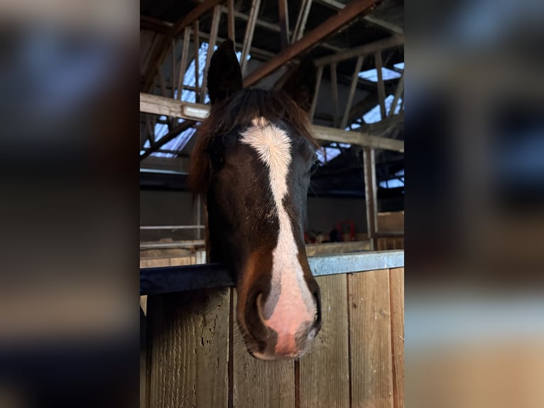 Poni alemán Yegua 1 año 146 cm Castaño oscuro in Westerstede