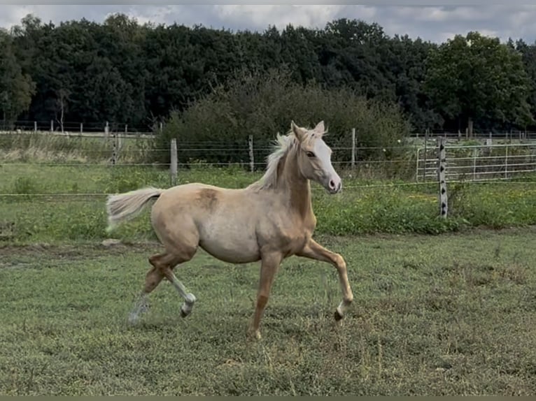 Poni alemán Yegua 1 año 147 cm Palomino in Langwedel