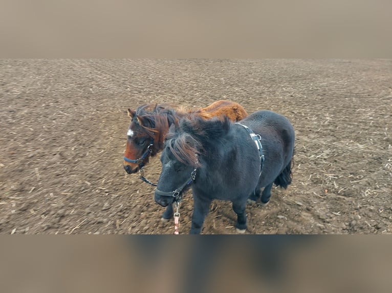 Poni alemán Yegua 1 año 95 cm Castaño in Alt Tucheband Hathenow