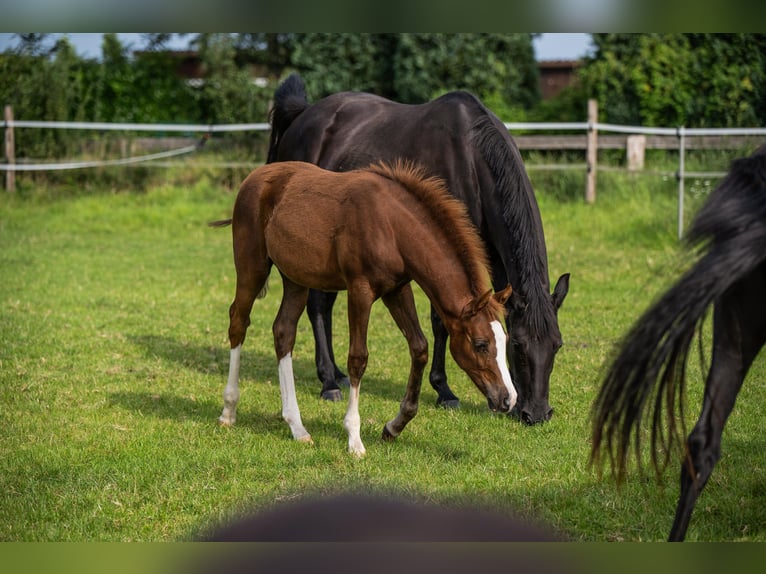 Poni alemán Yegua 1 año Alazán in Lohne (Oldenburg)